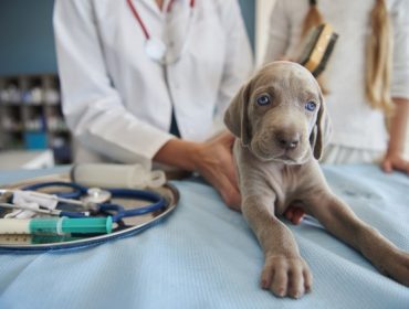 Une assurance peut-elle rembourser les frais de transport chez un vétérinaire ?