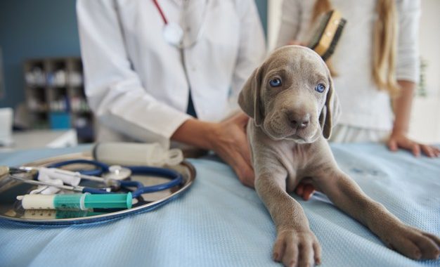 Une assurance peut-elle rembourser les frais de transport chez un vétérinaire ?