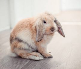 Quel lapin pour un appartement ?