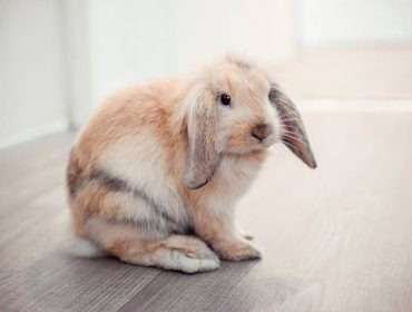 Quel lapin pour un appartement ?