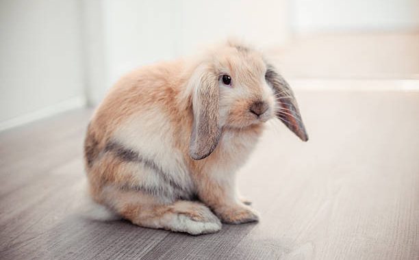 Quel lapin pour un appartement ?