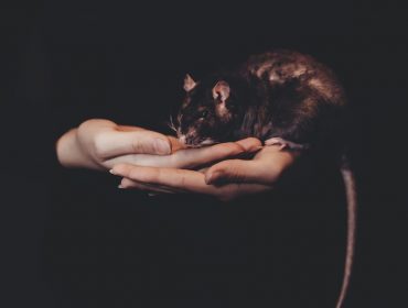 Pourquoi les rats entrent-ils dans la maison ?