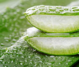 Aloe Vera : comment le consommer sans risques ?