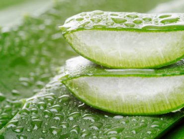 Aloe Vera : comment le consommer sans risques ?